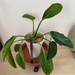 フィロデンドロン　鉢ごとの画像