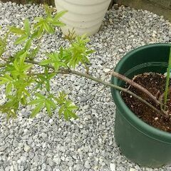 モッコウバラ3株