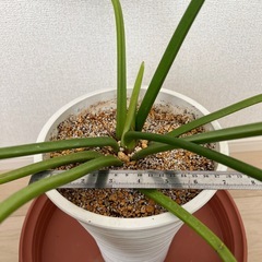 フィロデンドロン　鉢ごとの画像