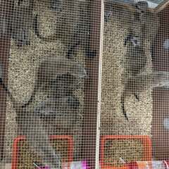 ミーアキャット　タイ産