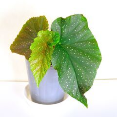 花房付き！木立性ベゴニアマクラータ　ビ二－ルポット植え1の画像