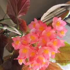 花房付き！木立性ベゴニアマクラータ　ビ二－ルポット植え1の画像