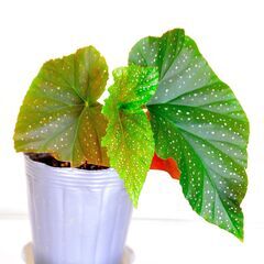 花房付き！木立性ベゴニアマクラータ　ビ二－ルポット植え1の画像