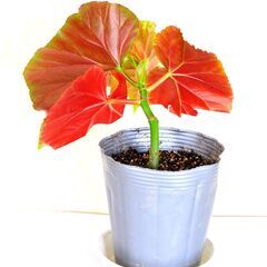 花房付き！木立性ベゴニアマクラータ　ビ二－ルポット植え1の画像