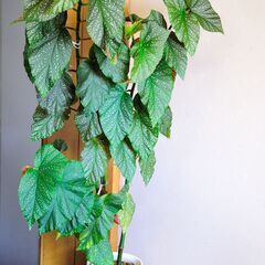 木立性ベゴニアマクラータ　ビ二－ルポット植え2