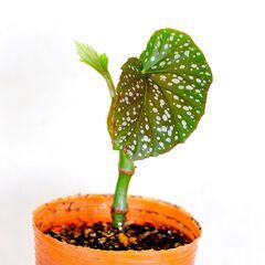 木立性ベゴニアマクラータ　ビ二－ルポット植え2の画像