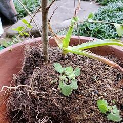 グリーンプリペットの画像