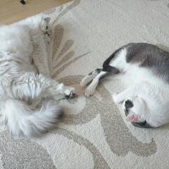 猫さんを溺愛されているかた、お友達になってください☆ - 名古屋市