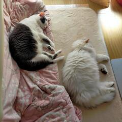 猫さんを溺愛されているかた、お友達になってください☆