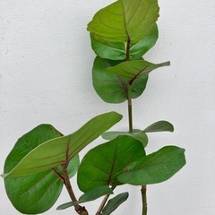 観葉植物　シーグレープ　ココロバの画像