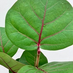 観葉植物　シーグレープ　ココロバの画像