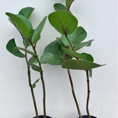 観葉植物　シーグレープ　ココロバの画像