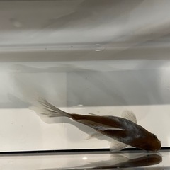 金魚 ブリストル朱文金 の画像