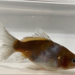 金魚 ブリストル朱文金 の画像
