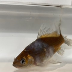 金魚 ブリストル朱文金 の画像