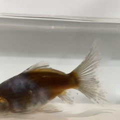 金魚 ブリストル朱文金 の画像