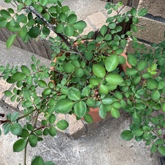 母の日に。つるバラ　レイニーブルー　鉢植え