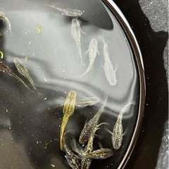 メダカ　鬼ラメ　約20匹の画像