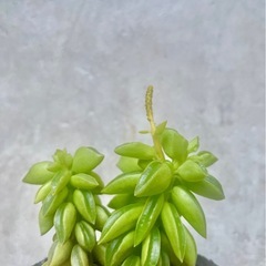 観葉植物　ペペロミア　二バリス