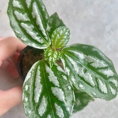 観葉植物　ピレア　カディエレイ（アルミニウムプランツ）