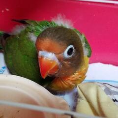 ボタンインコが逃げてしまいました梅島3丁目20の辺りです