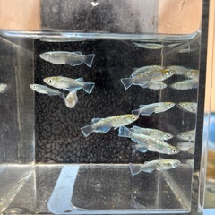 アカキンメダカ