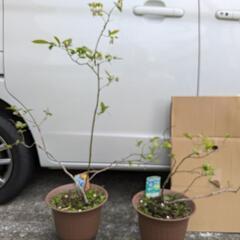 ブルーベリー　苗　2つまとめて