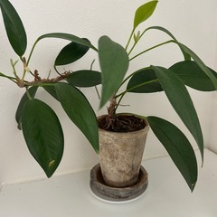【取引中】観葉植物