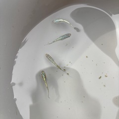 ネプチューンメダカの画像