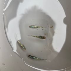 ネプチューンメダカの画像