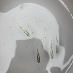 ネプチューンメダカ