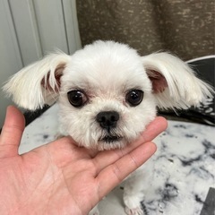 マルチーズ（代理投稿です）