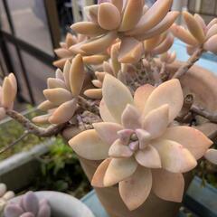 　無料　植物　