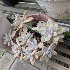 　無料　植物　の画像