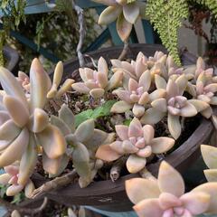 　無料　植物　の画像