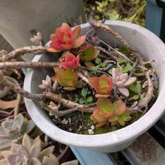 　無料　植物　の画像