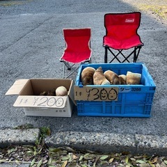 4/12 15:50〜17:00まで　たけのこ直売　つくば市春日　大境児童公園付近の画像