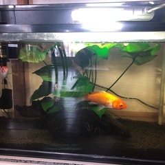 金魚と水槽一式セット