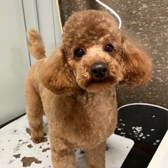 3歳になったばかりのトイプーの女の子。