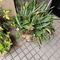 植木