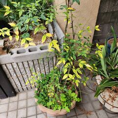 植木