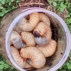 カブトムシ