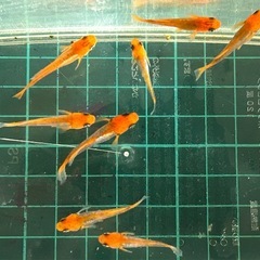 メダカ　ブラックリム　光体型　「マイちゃん」の画像