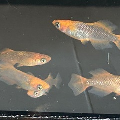 メダカ　ブラックリム　光体型　「マイちゃん」の画像