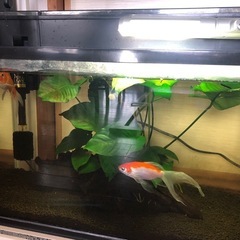 金魚と水槽一式セットの画像