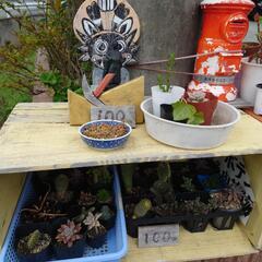 多肉植物¥100〜