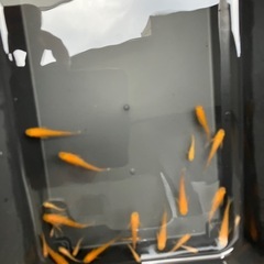 皇帝　メダカ　５匹