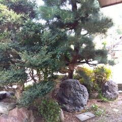 石　松　など