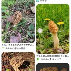 このキノコ探してます！子供と研究中！