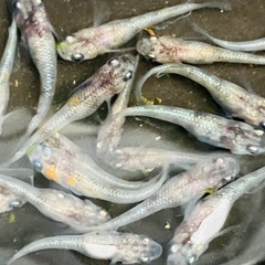 (決まりました)桜餅🌸　メダカ　１５匹＋α　稚魚〜若魚　 